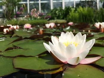 Close-up of lotus water lily in pond