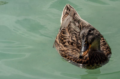 High angle view of duck swimming in lake