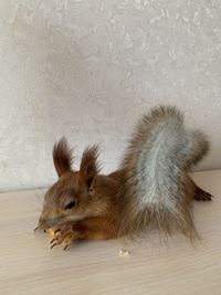 Close-up of squirrel on wall