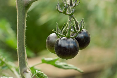 Close-up of berries growing on plant
