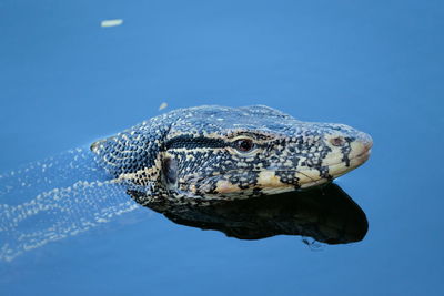 Varanus salvator wild animal in the city he lost way .