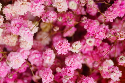 Close-up of pink flowering plants