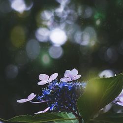 Close-up of purple flowers