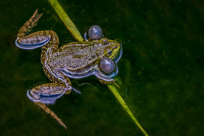 Close-up of frog swimming in lake