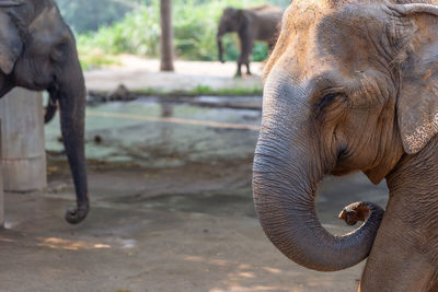 Headshot elephant head thai elephant in elephant farm