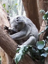 Cat sleeping in a tree