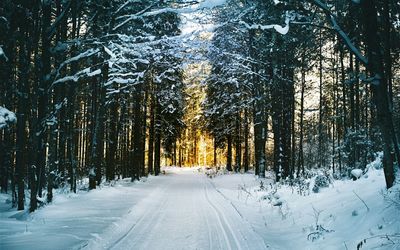 Road amidst trees in forest during winter