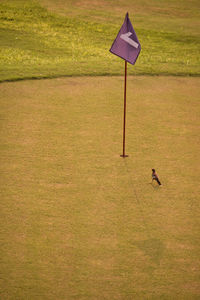 View of a bird on a field