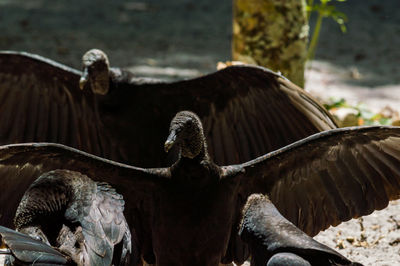 Black vultures on field