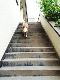 Low angle view of dog on staircase against building