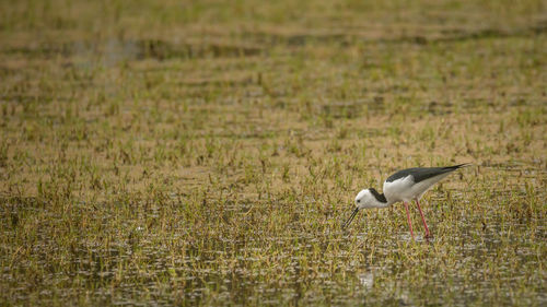 Bird on a field