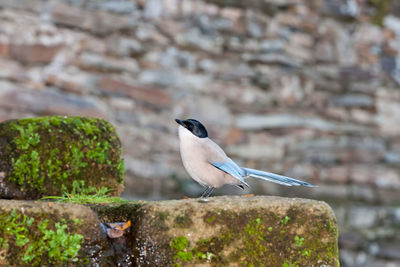 Bird perching on rock against wall