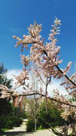 Low angle view of magnolia blossoms against sky