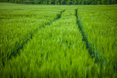 Scenic view of agricultural field