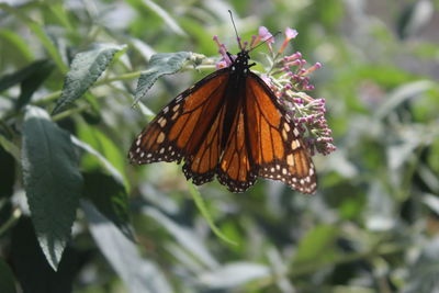 Close-up of butterfly pollinating on flower