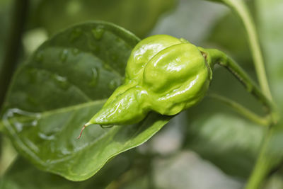 Close-up of green leaves