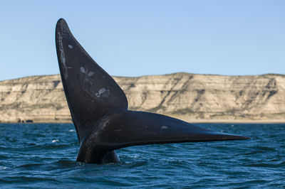 View of horse in sea