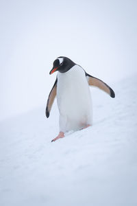 Gentoo penguin sliding down slope looking down