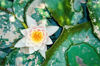 Close-up of succulent plant