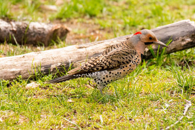 Northern flicker looking in grass for ants