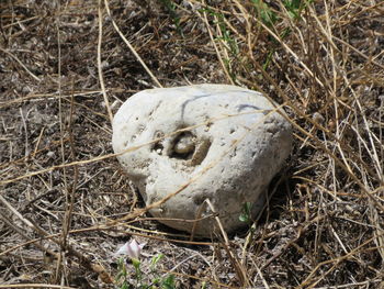 High angle view of animal skull on field