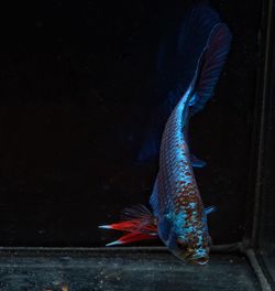 Fish swimming in sea