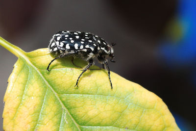 Close-up of insect on leaf