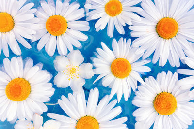 Full frame shot of white daisy flowers