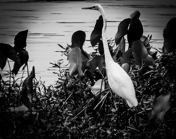 Swan flying over lake