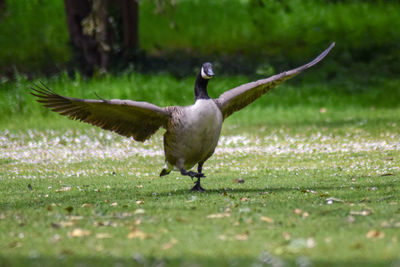 Bird flying over a field