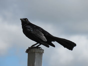 Low angle view of bird perching on wooden post