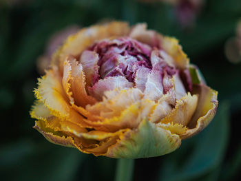 Close-up of flower blooming in park