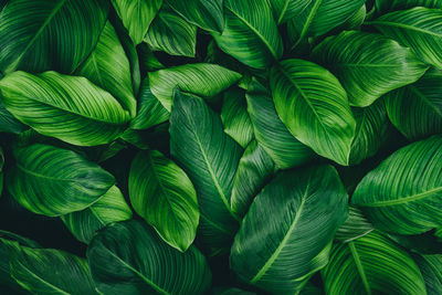 Full frame shot of green leaves