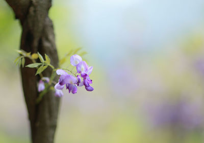 Close-up of purple flowers blooming outdoors