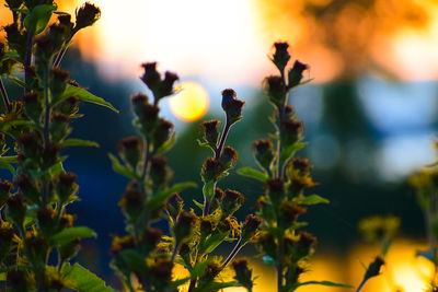 Close-up of yellow flowering plant