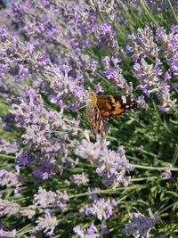 Close-up of butterfly on purple flowering plants