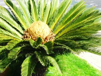 Close-up of fresh green plant