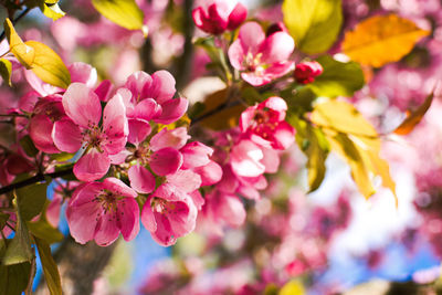 Close-up of pink cherry blossom