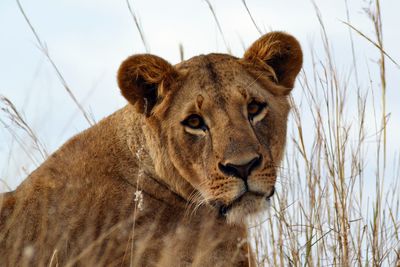 Close-up of lion against sky