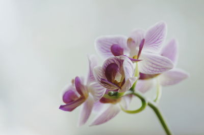 Close-up of purple crocus flowers