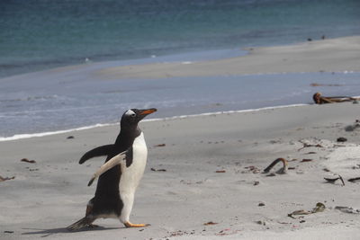 Full length of a bird on beach