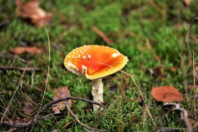 mushroom