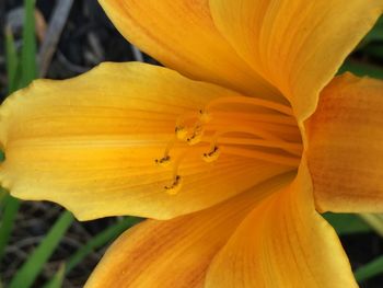 Close-up of yellow flower