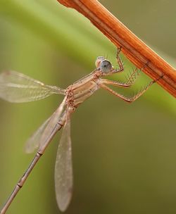 Close-up of dragonfly on plant