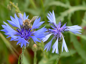 Close-up of bee pollinating on purple flower