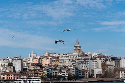 Birds flying over buildings in city