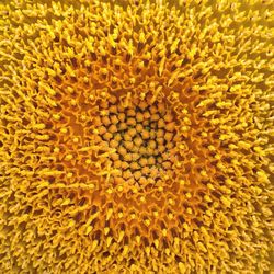 Macro shot of sunflower