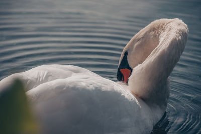 Swan floating in a lake