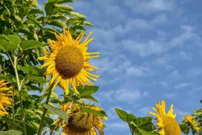 Close-up of sunflower against sky