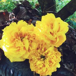 Close-up of yellow flowers blooming outdoors